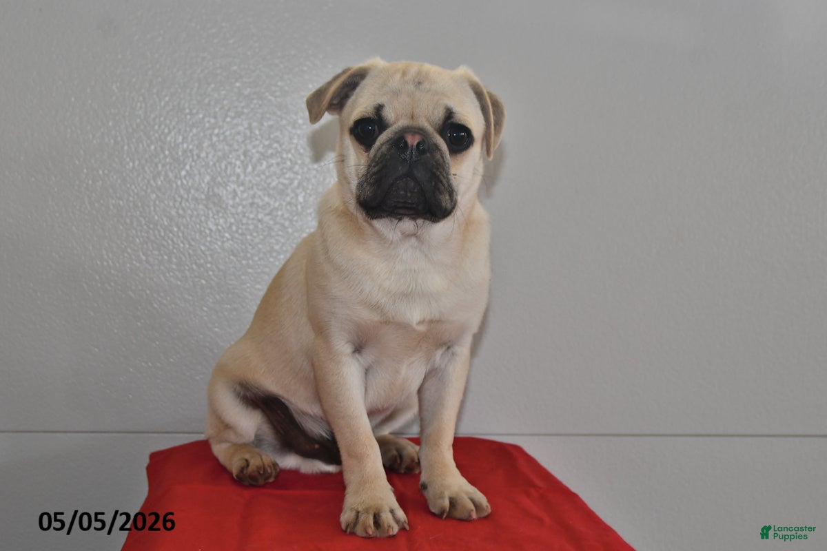 Pug dogs Billy - Ad 1