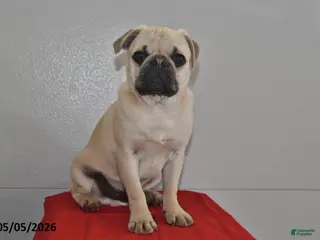 Pug dogs for sale: Billy - Ad 1