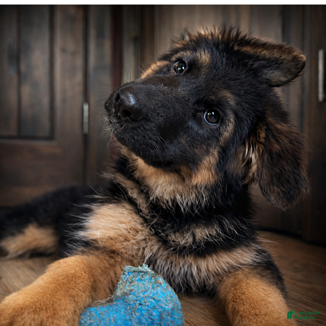 German Shepherd dogs Bree - Ad 1