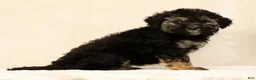 Mini Bernedoodle dogs for sale: Sadie - Ad 9