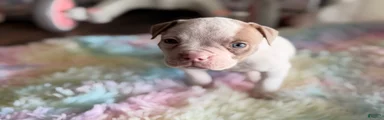 American Bulldog Puppy 3