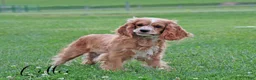Cockalier dogs for sale: Crackers - Ad 4