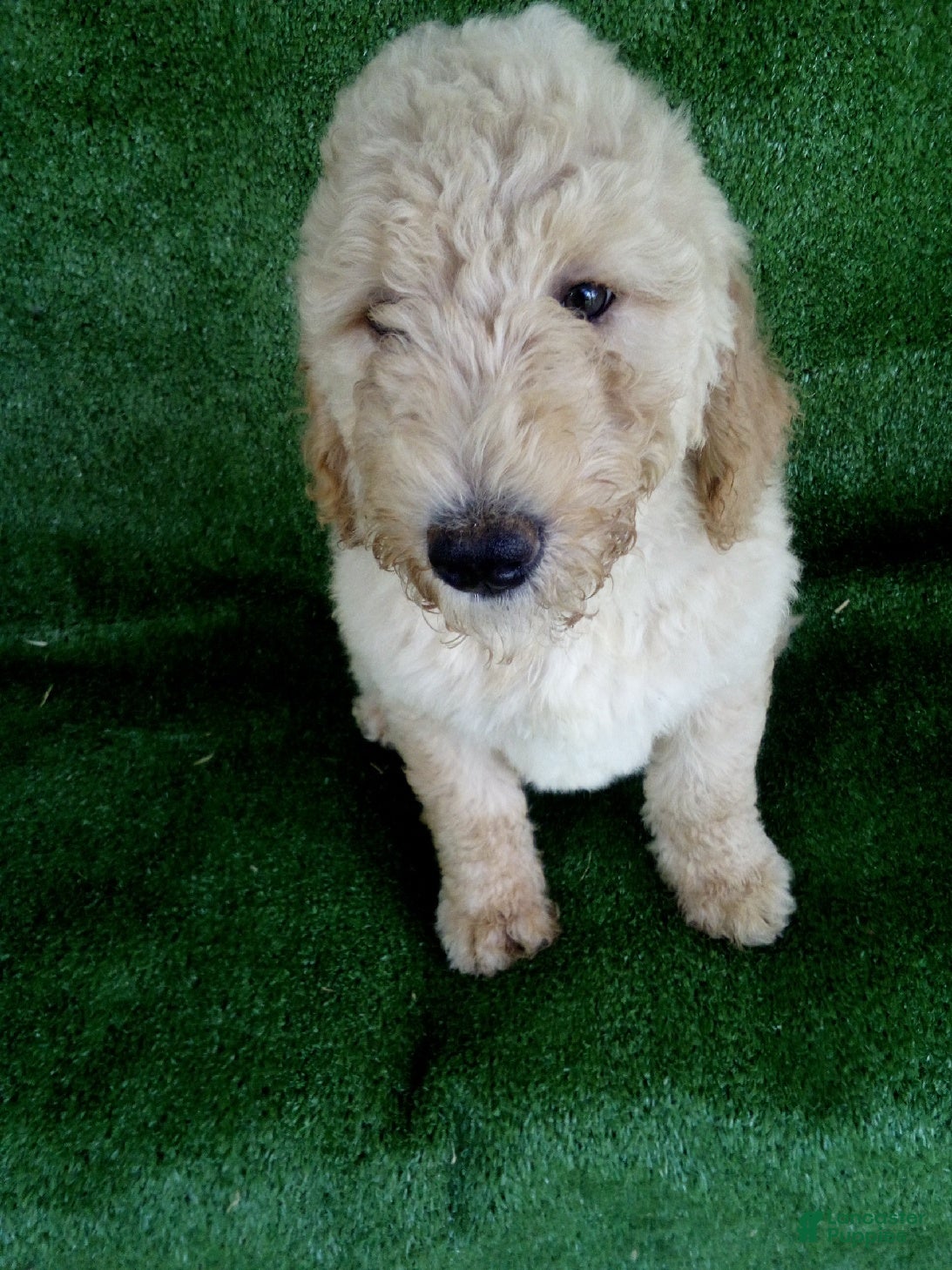 Goldendoodle dogs Hope - Ad 2
