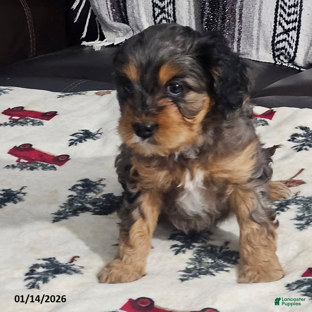 Cavapoo dogs for sale: Patches - Ad 2