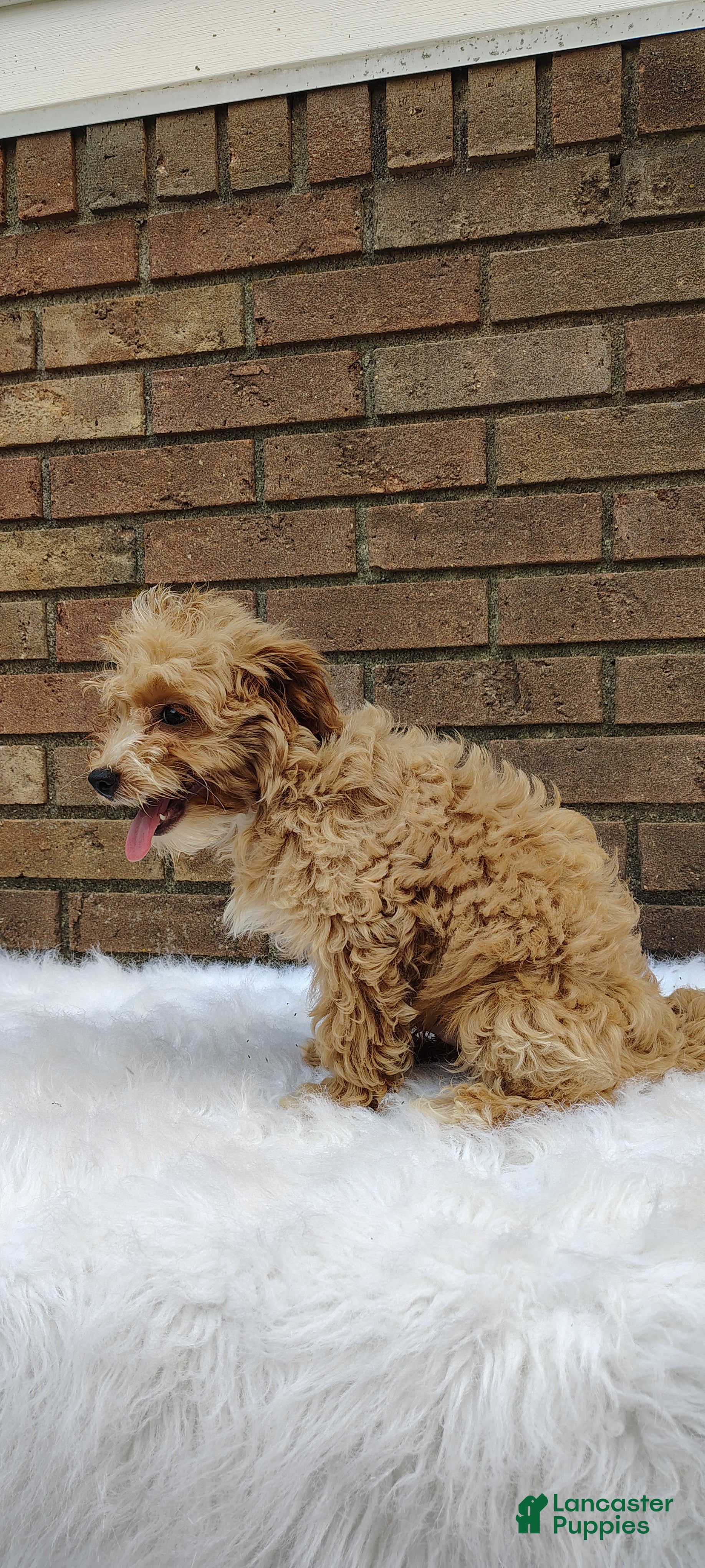 Maltipoo dogs Waffle - Ad 2