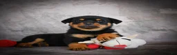 Rottweiler dogs for sale: Leo - Ad 7