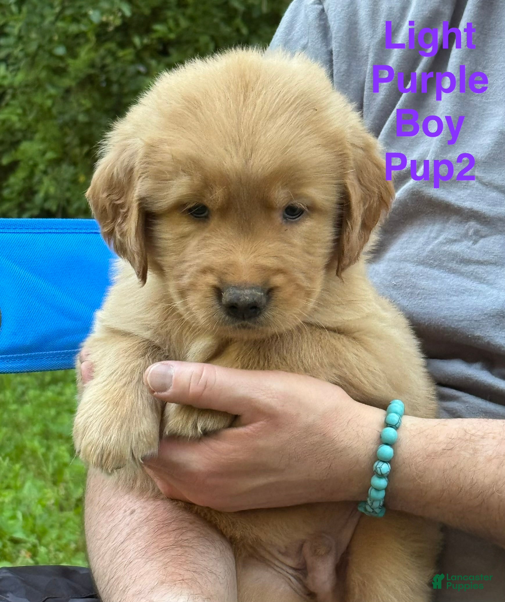 Golden Retriever dogs Light Purple Boy - Ad 1