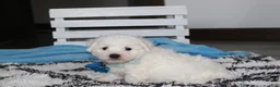 Bichon Frise dogs for sale: Karter  - Ad 5