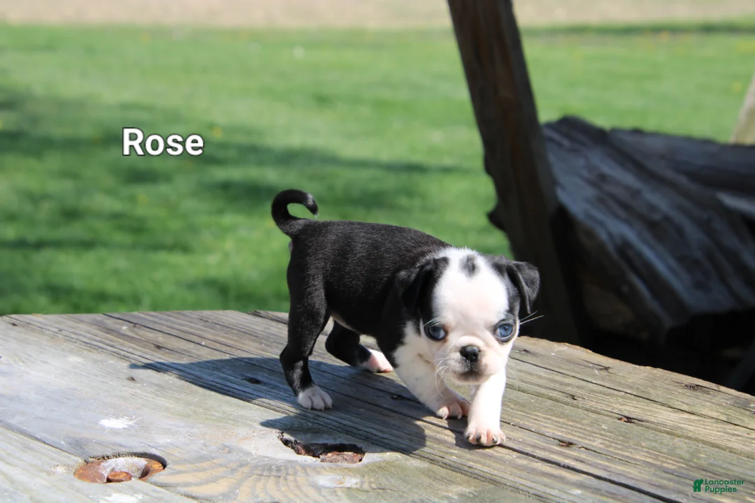 Pug dogs for sale: Rose - Ad 2