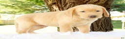 Labrador Retriever dogs for sale: Chase - Ad 5