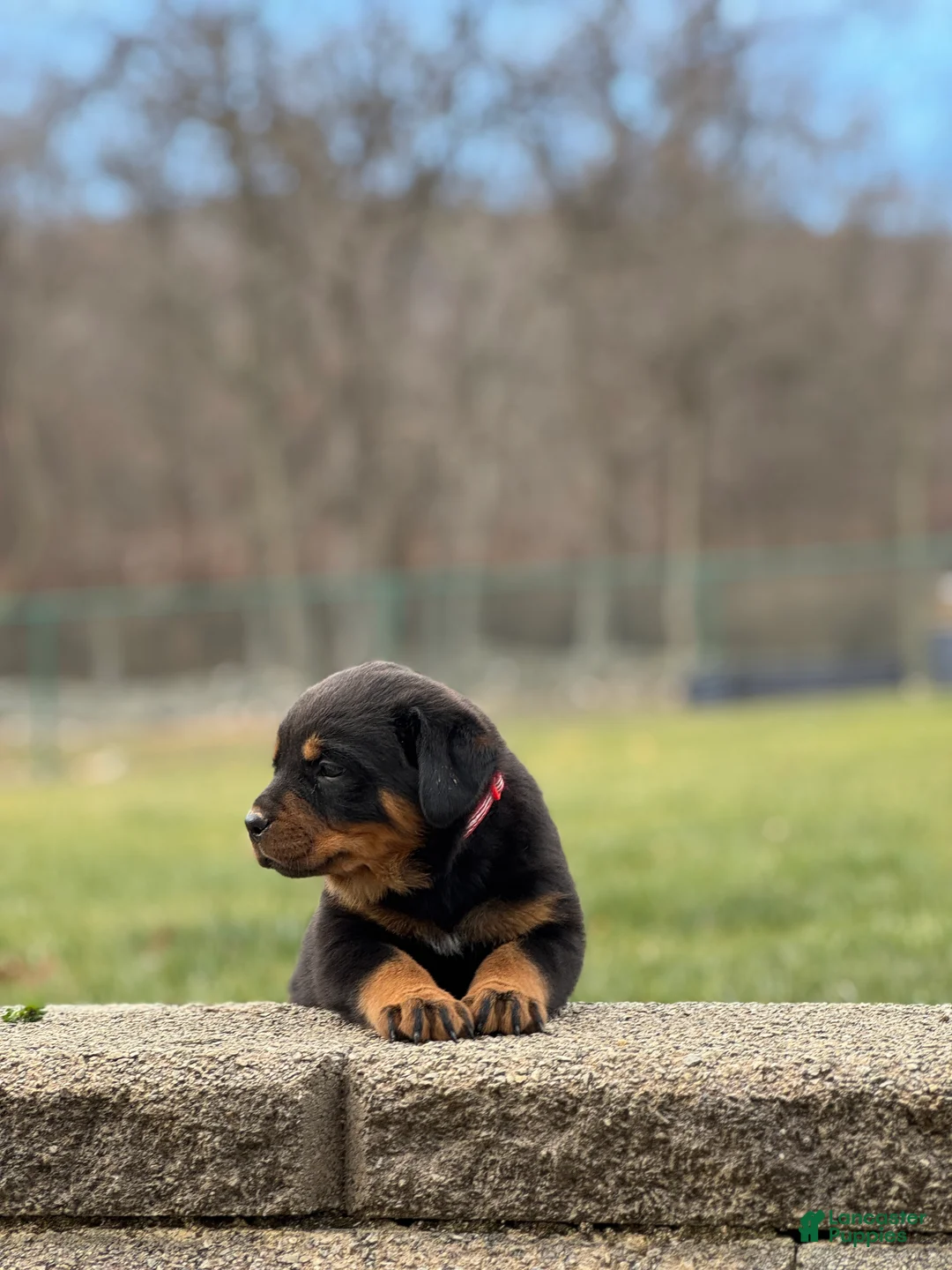 Rottweiler dogs for sale: Darcy (long tail)  - Ad 12
