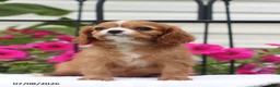 Cavalier King Charles Spaniel dogs for sale: Sophia - Ad 4