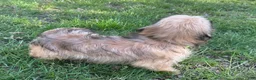 Mixed Breed dogs for sale: Rocky - Ad 7