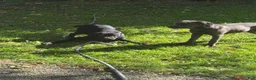 Cane Corso dogs for sale: Cane Corso 11 - Ad 3