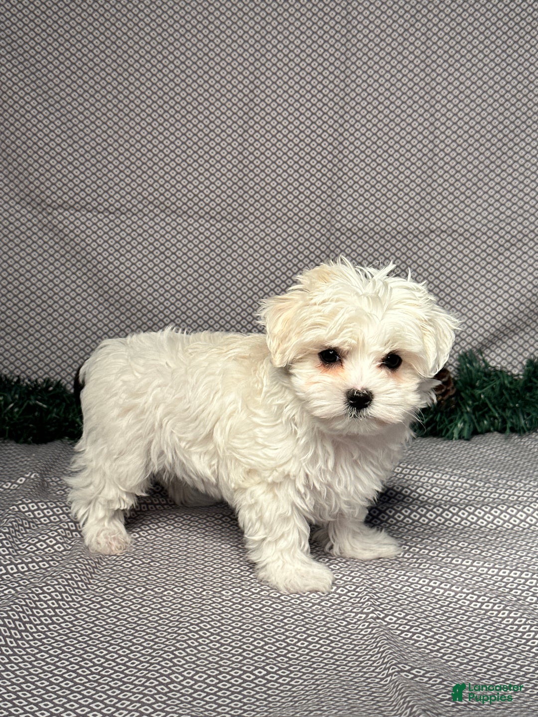 Maltese dogs for sale: Ivy - Ad 5