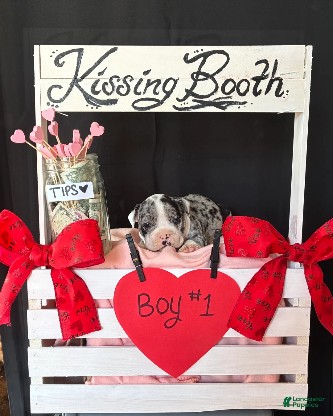 Olde English Bulldogge dogs for sale: Olde English Bulldogge Puppy 1 - Ad 10