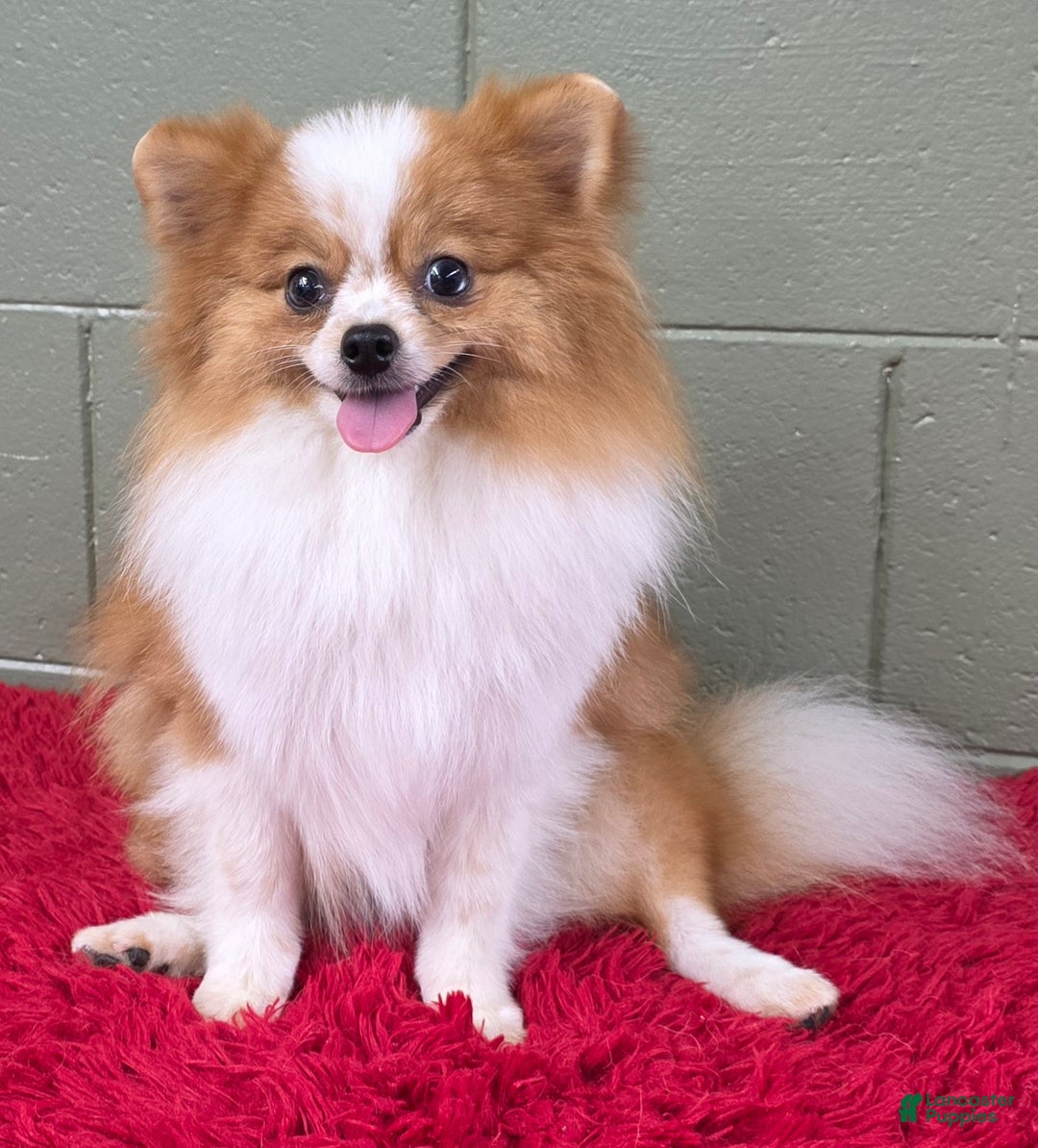 Pomeranian dogs for sale: Tinker - Ad 9