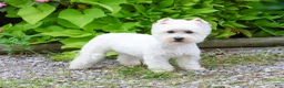 West Highland Terrier dogs for sale: Leo - Ad 8