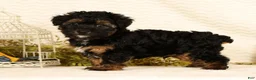 Yorkiepoo dogs for sale: Patriot - Ad 2