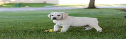 Labrador Retriever dogs for sale: Kurt - Ad 8