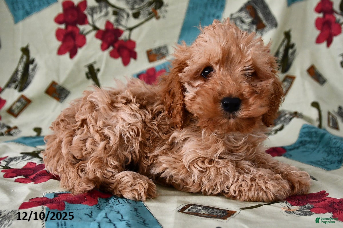 Cockapoo dogs Caramel  - Ad 15