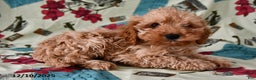 Cockapoo dogs for sale: Caramel  - Ad 1