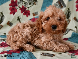 Cockapoo dogs Caramel - Ad 32
