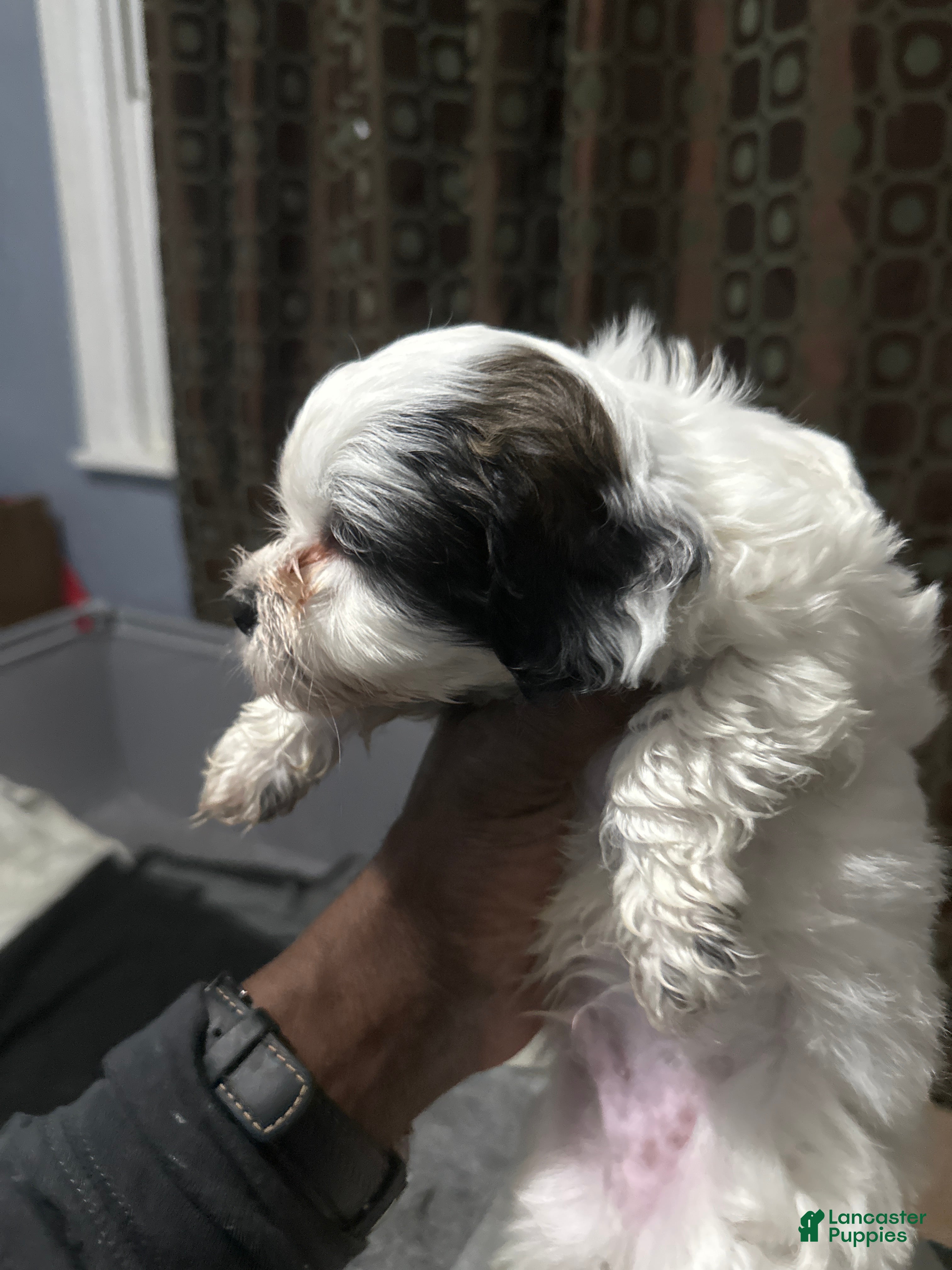 Shihpoo dogs Shihpoo Puppy 2 - Ad 30