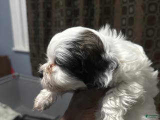 Shihpoo dogs Shihpoo Puppy 2 - Ad 40