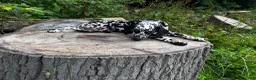 Dalmatian dogs for sale: Sydney - Ad 6