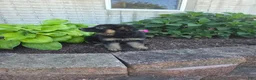 German Shepherd dogs for sale: Jessie - Ad 7