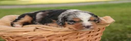 Mini Bernedoodle dogs for sale: Misha Mini Bernedoodle  - Ad 6