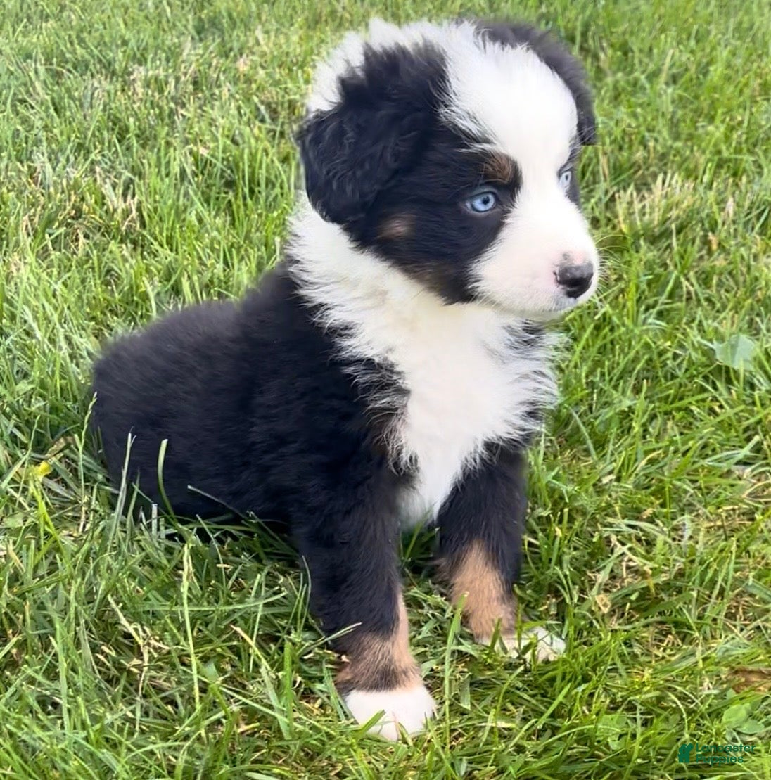 Australian Shepherd dogs Max  - Ad 2