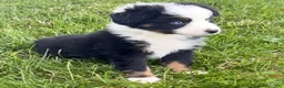 Australian Shepherd dogs for sale: Max  - Ad 2