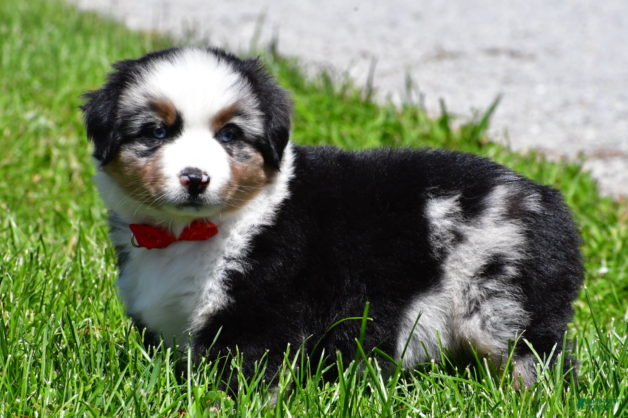 Miniature Australian Shepherd dogs for sale: Curtis - Ad 3