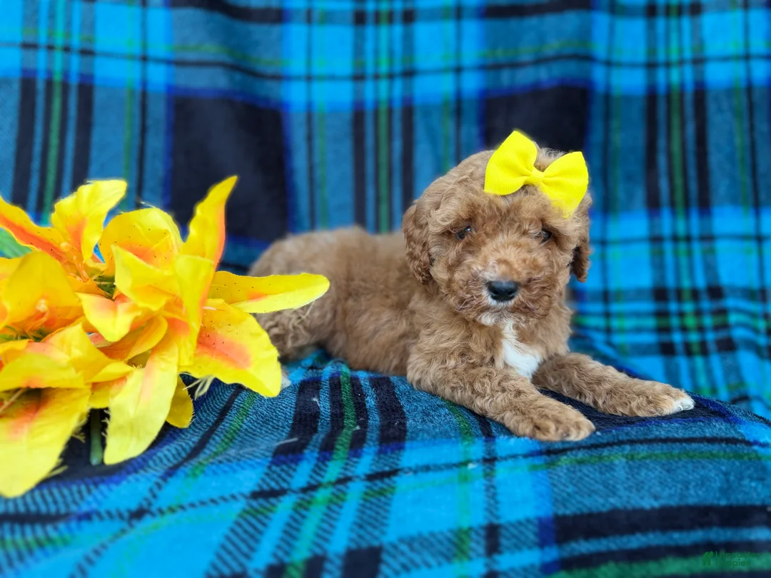 Cavapoo dogs for sale: Millie - Ad 9