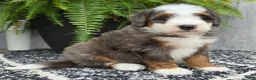 Mini Bernedoodle dogs for sale: Mini Remi - Ad 8