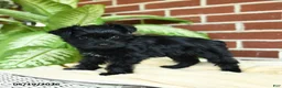 Yorkshire Terrier dogs for sale: Luna - Ad 4