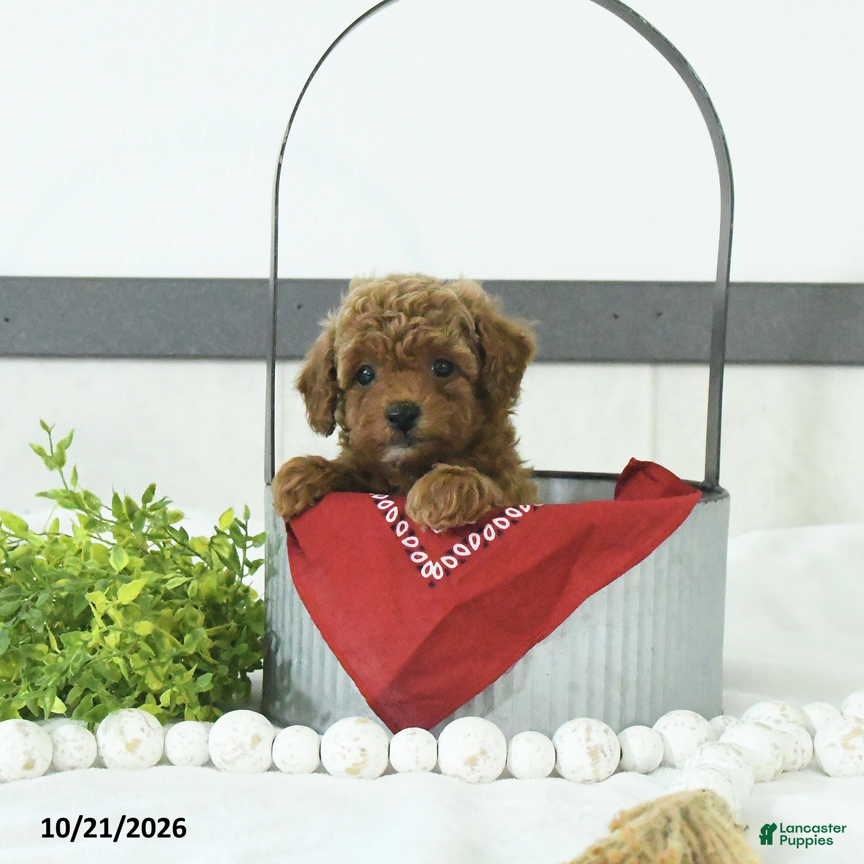 Toy Poodle dogs Thomas - Ad 2