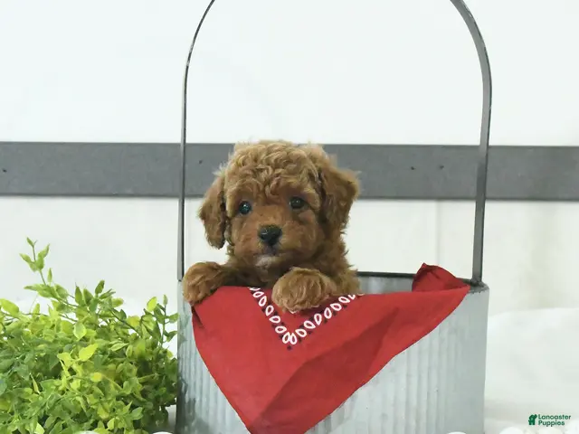 Toy Poodle dogs for sale: Thomas - Ad 2