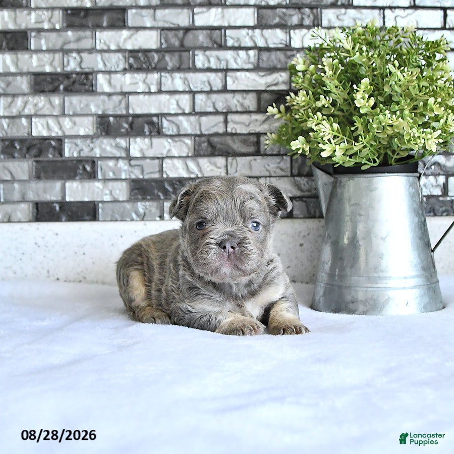 French Bulldog dogs Tessa - Ad 1