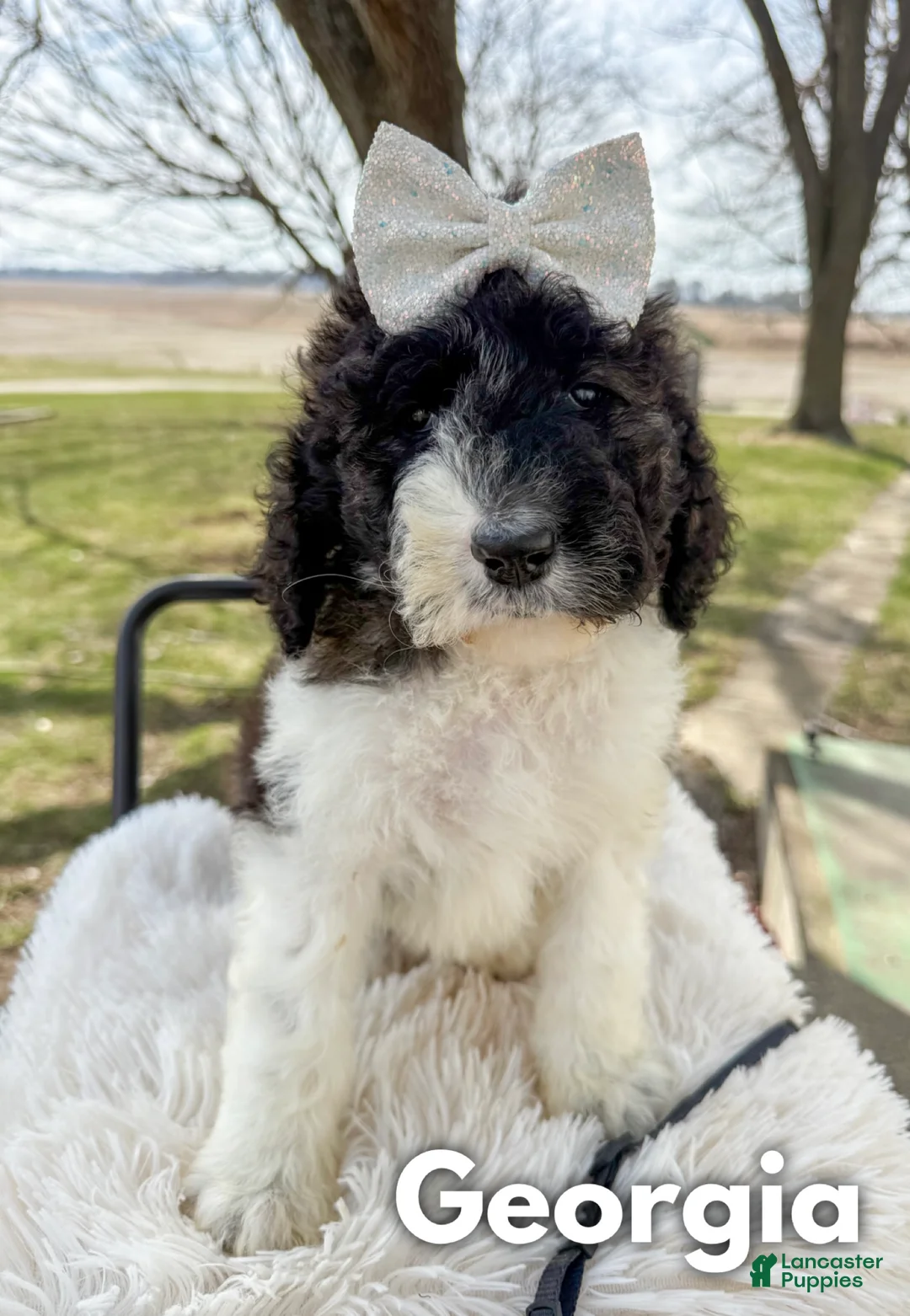 Saint Berdoodles dogs for sale: Georgia - Ad 2