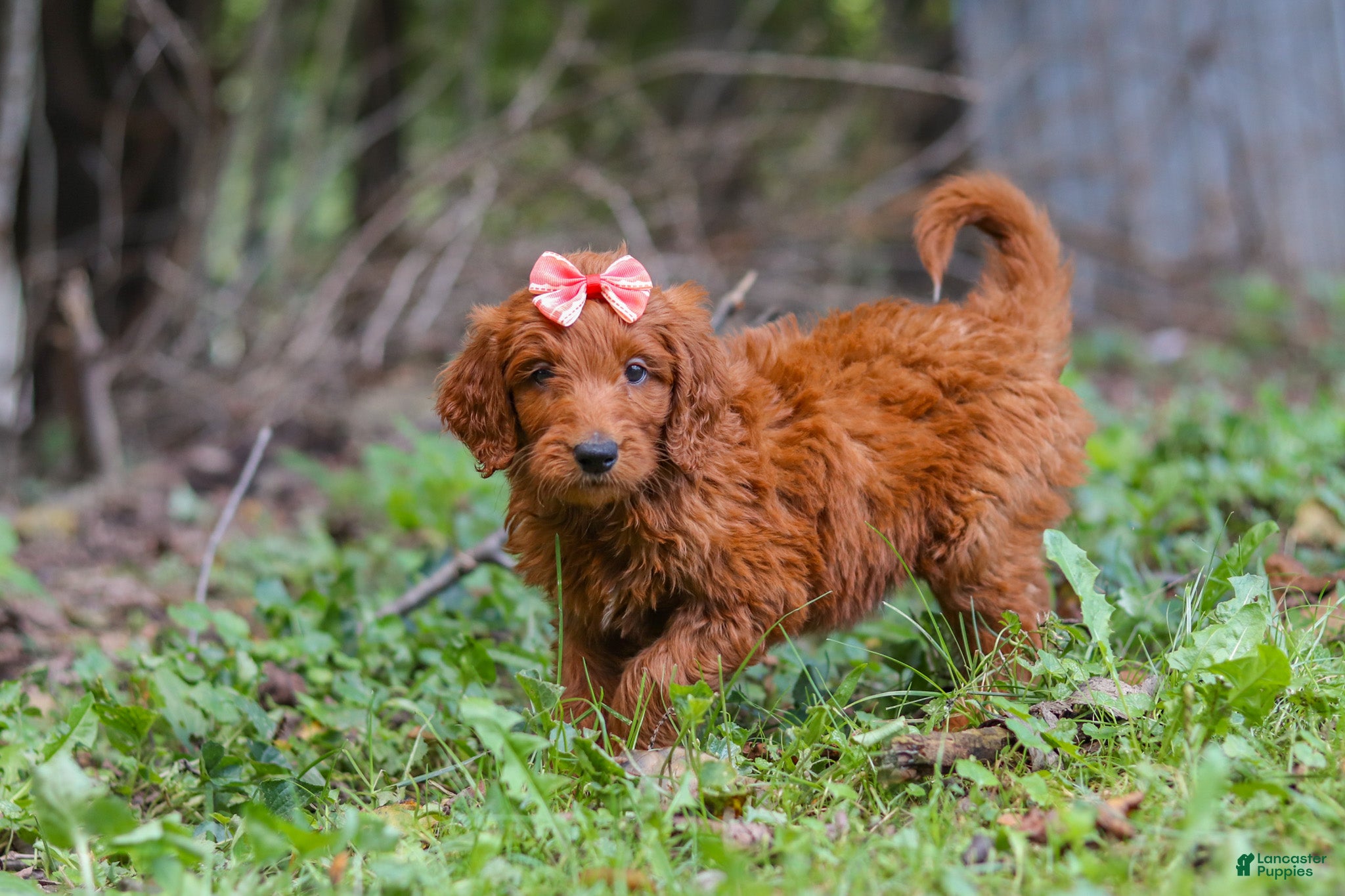 Goldendoodle dogs Bella - Ad 1