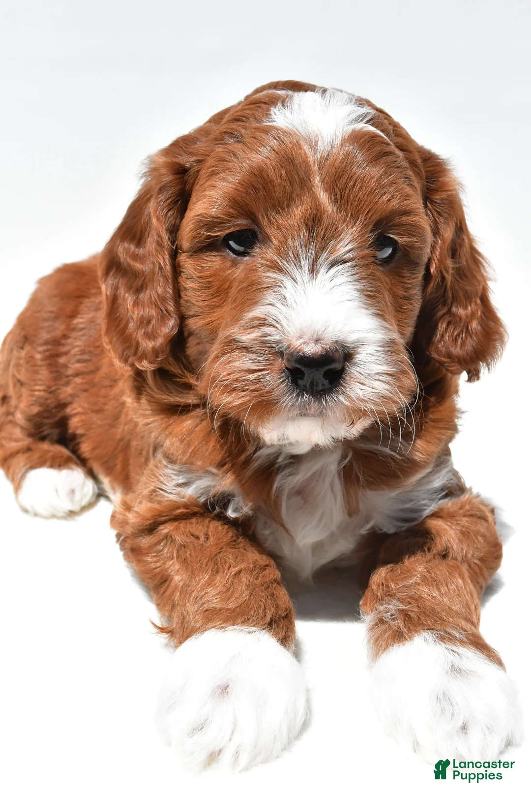 Mini Goldendoodle dogs for sale: Ace - Ad 2