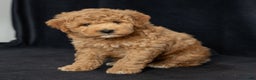 Mini Goldendoodle dogs for sale: Nate - Ad 1