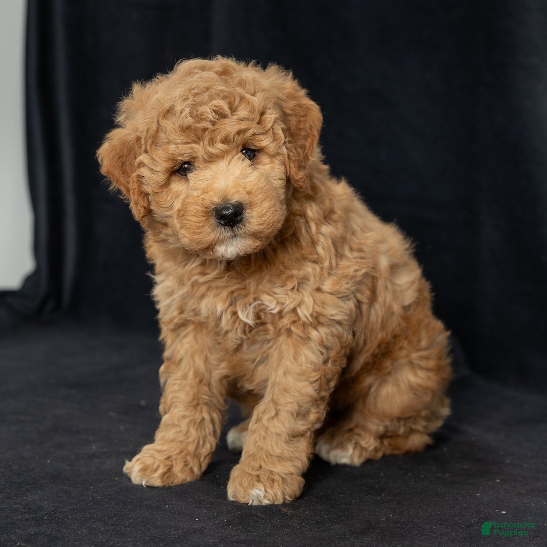 Mini Goldendoodle dogs for sale: Nate - Ad 1