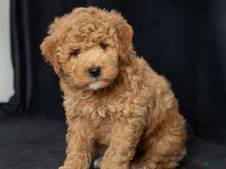 Mini Goldendoodle dogs Nate - Ad 11