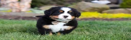 Bernese Mountain Dog dogs for sale: Prince - Ad 3