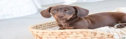 Dachshund dogs for sale: Espresso - Ad 3
