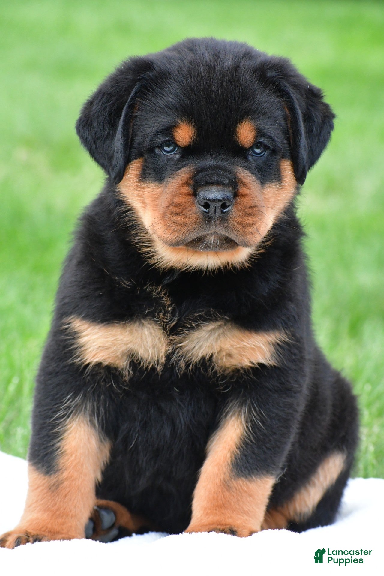 Rottweiler dogs don - Ad 1